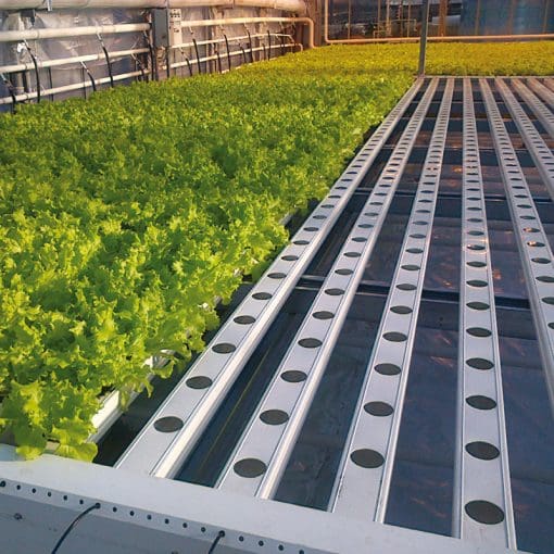 Lettuce Line System