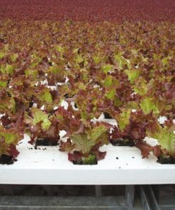 Lettuce Line System