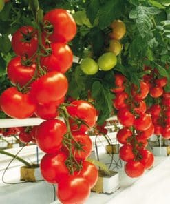 Micothon Amazone spray-trolley