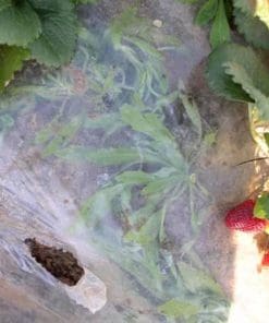 Plastic Mulches for Vegetables