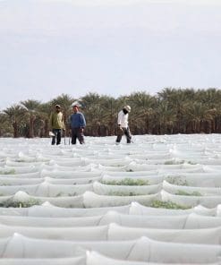 Thermic Stabilized film + Anti-fog for low tunnels