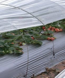 Plastic Mulches for Melons & Strawberries