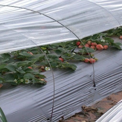 Plastic Mulches for Melons & Strawberries