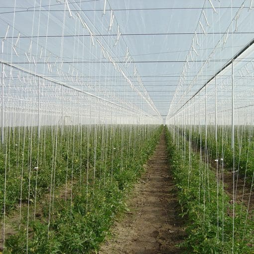 Anti Insect nets