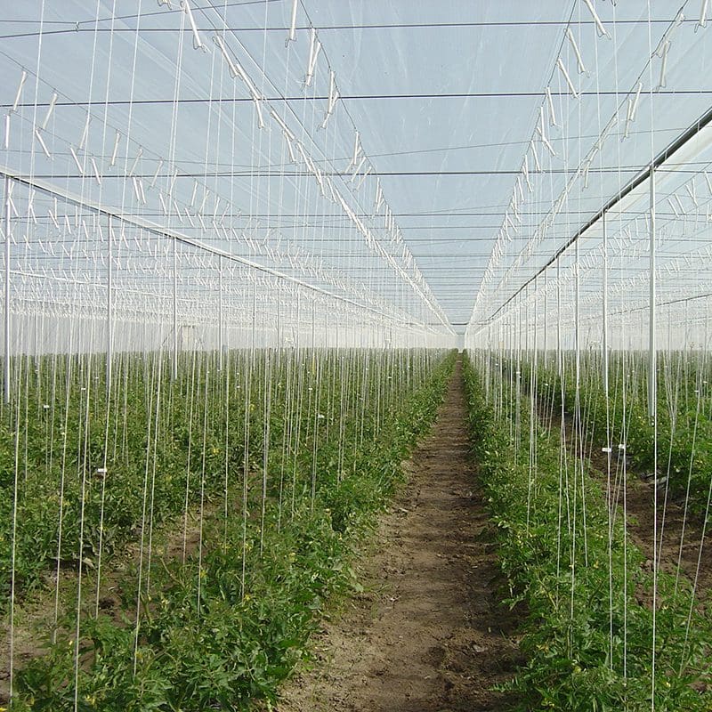 https://agroproduct.com.au/wp-content/uploads/insect-nets-2.jpg