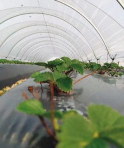 E1107 Brown Photo selective mulch - Brown mulch