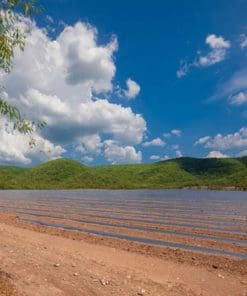 Plastic Mulches for Vegetables