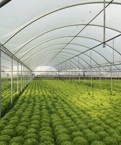 SunView Clear Multilayer - UVA transparent