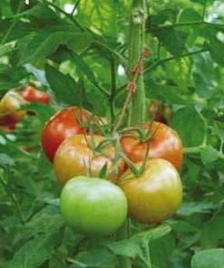 Bato Stemhook 10cm / 12cm